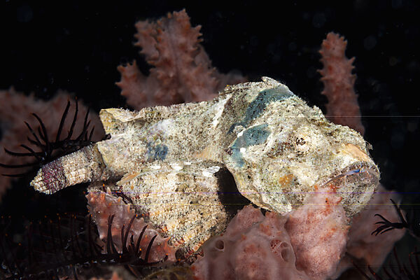Gefleckter Skorpionfisch, Scorpaena plumieri, Mabini, Luzon, Philippinensee, Philippinen