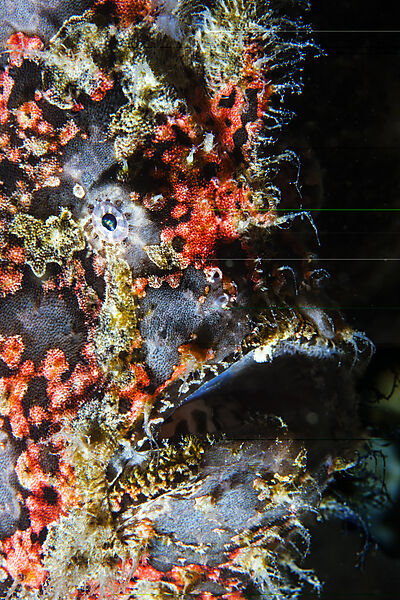 Augenfleck-Anglerfisch, Antennarius multiocellatus, Mabini, Luzon, Philippinensee, Philippinen