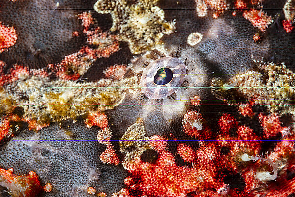 Augenfleck-Anglerfisch, Antennarius multiocellatus, Mabini, Luzon, Philippinensee, Philippinen