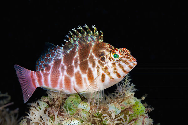 Fadenflossen-Korallenwaechter, Cirrhitychthys aprinus, Mabini, Luzon, Philippinensee, Philippinen