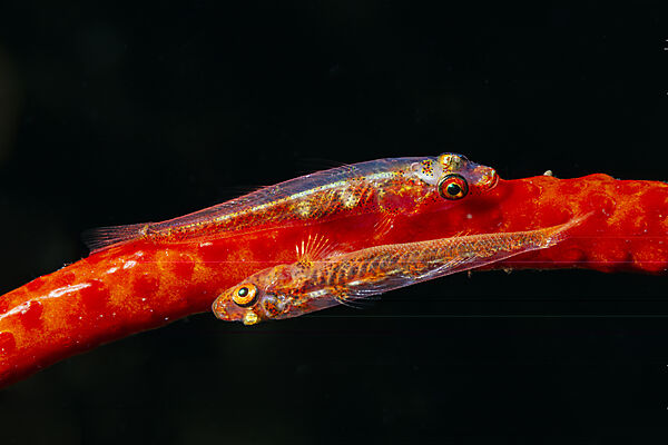 Paar Peitschenkorallen-Zwerggrundeln, Bryaninops youngei, Mabini, Luzon, Philippinensee, Philippinen
