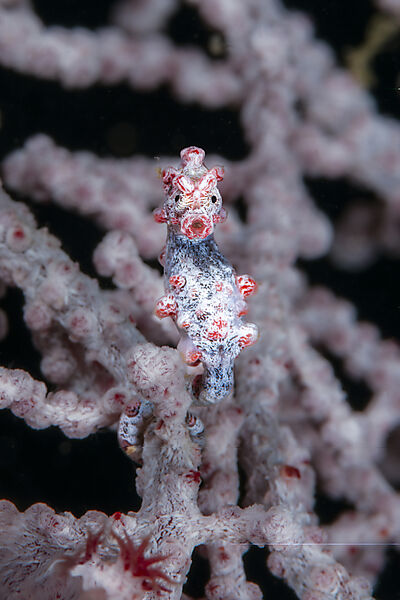Bargibanti Zwerg-Seepferdchen, Hippocampus bargibanti, Mabini, Luzon, Philippinensee, Philippinen