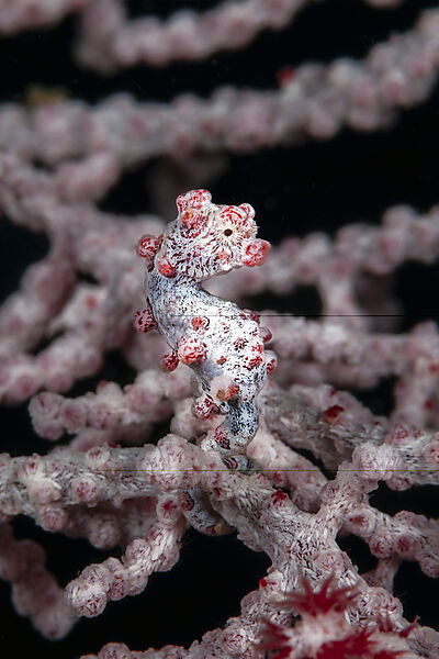 Bargibanti Zwerg-Seepferdchen, Hippocampus bargibanti, Mabini, Luzon, Philippinensee, Philippinen
