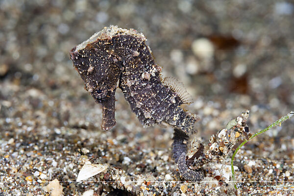 Seepferdchen, Hippocampus kuda, Mabini, Luzon, Philippinensee, Philippinen