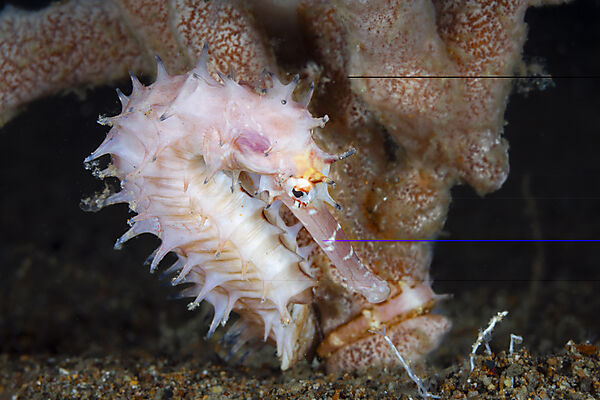 Dorniges Seepferdchen, Hippocampus histrix, Mabini, Luzon, Philippinensee, Philippinen