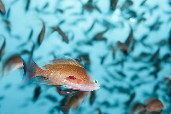 Harems-Fahnenbarsche, Pseudanthias squamipinnis, Mabini, Luzon, Philippinensee, Philippinen