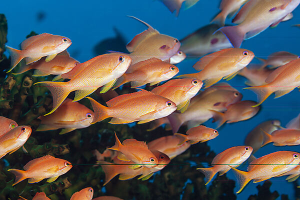 Harems-Fahnenbarsche, Pseudanthias squamipinnis, Mabini, Luzon, Philippinensee, Philippinen