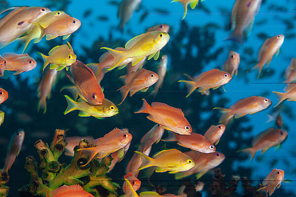 Harems-Fahnenbarsche, Pseudanthias squamipinnis, Mabini, Luzon, Philippinensee, Philippinen