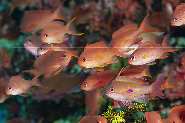 Harems-Fahnenbarsche, Pseudanthias squamipinnis, Mabini, Luzon, Philippinensee, Philippinen