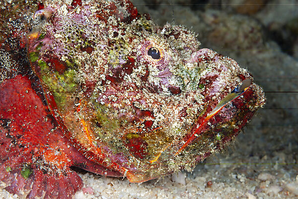 Buckel-Skorpionfisch, Scorpaenopsis diabolus, Mabini, Luzon, Philippinensee, Philippinen
