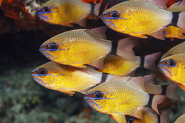 Schwarzbinden-Kardinalfische, Apogon aureus, Mabini, Luzon, Philippinensee, Philippinen