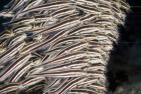 Schwarm Streifen-Korallenwelse, Plotosus lineatus, Mabini, Luzon, Philippinensee, Philippinen