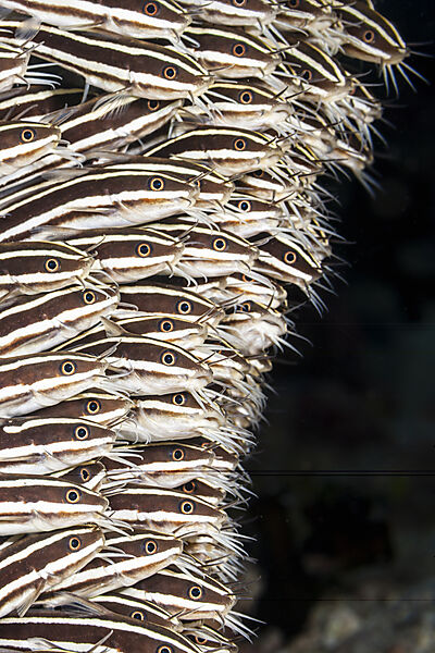 Schwarm Streifen-Korallenwelse, Plotosus lineatus, Mabini, Luzon, Philippinensee, Philippinen