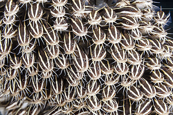 Schwarm Streifen-Korallenwelse, Plotosus lineatus, Mabini, Luzon, Philippinensee, Philippinen