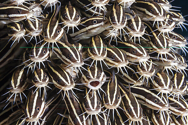 Schwarm Streifen-Korallenwelse, Plotosus lineatus, Mabini, Luzon, Philippinensee, Philippinen