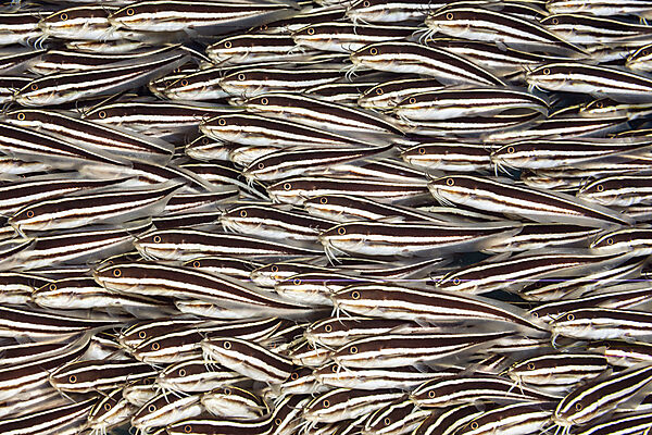 Schwarm Streifen-Korallenwelse, Plotosus lineatus, Mabini, Luzon, Philippinensee, Philippinen