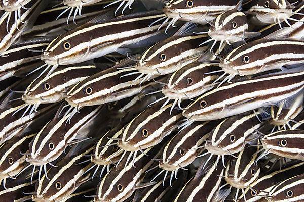 Schwarm Streifen-Korallenwelse, Plotosus lineatus, Mabini, Luzon, Philippinensee, Philippinen