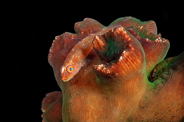 Zwerggrundel, Pleurosicya sp., Mabini, Luzon, Philippinensee, Philippinen
