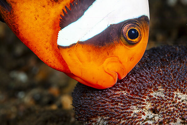 Australischer Anemonenfisch, Eigelege, Laich, Amphiprion rubrocinctus , Mabini, Luzon, Philippinensee, Philippinen
