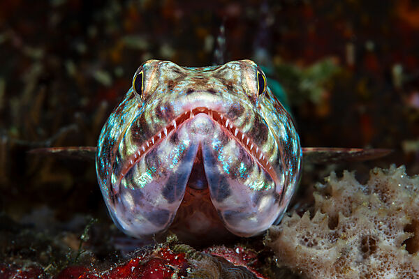 Reef Lizardfish, Synodus variegatus, Mabini, Luzon, Philippine Sea, Philippines