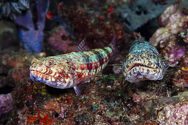 Zwei Riff-Eidechsenfische, Synodus variegatus, Mabini, Luzon, Philippinensee, Philippinen