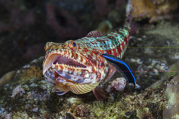 Riff-Eidechsenfisch, Putzerfisch, Synodus variegatus, Labroides dimidiatus, Mabini, Luzon, Philippinensee, Philippinen