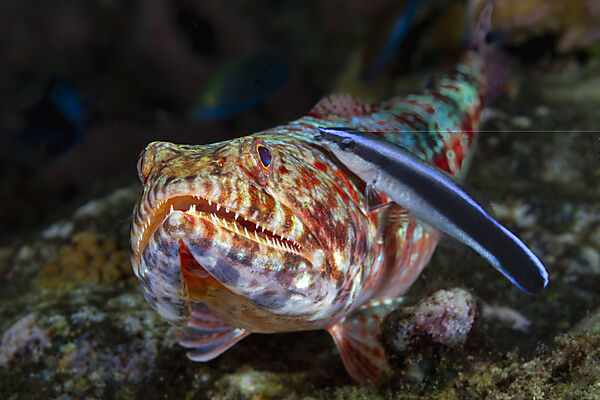 Riff-Eidechsenfisch, Putzerfisch, Synodus variegatus, Labroides dimidiatus, Mabini, Luzon, Philippinensee, Philippinen