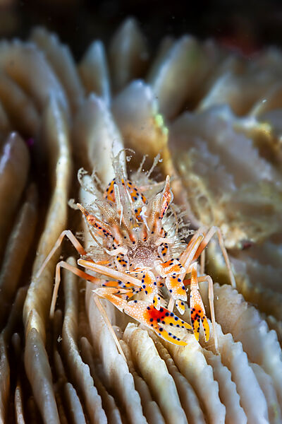Tiger-Garnelen, Phyllognathia ceratophthalmus, Mabini, Luzon, Philippinensee, Philippinen
