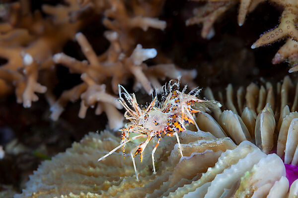 Tiger-Garnelen, Phyllognathia ceratophthalmus, Mabini, Luzon, Philippinensee, Philippinen