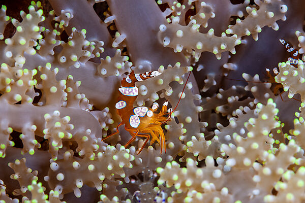 Squat Shrimp, Thor amboinensis, Mabini, Luzon, Philippine Sea, Philippines
