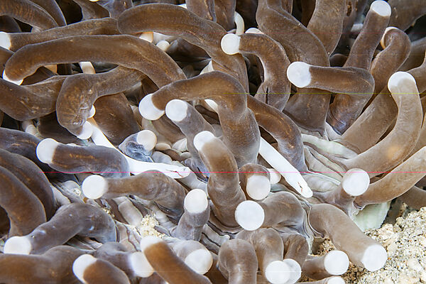 Pilzkorallen-Seenadel, Siokunichthys nigrolineatus, Mabini, Luzon, Philippinensee, Philippinen
