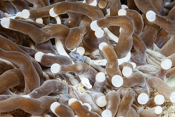 Pilzkorallen-Seenadel, Siokunichthys nigrolineatus, Mabini, Luzon, Philippinensee, Philippinen