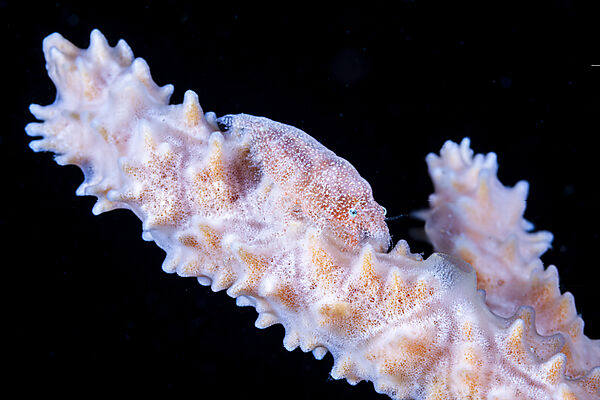 Kryptische Schwammgarnele, Gelastocaris paronai, Mabini, Luzon, Philippinensee, Philippinen