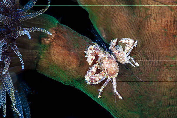 Zwei Korallenkrabbe auf Schwarzer Koralle, Trapezia sp., Mabini, Luzon, Philippinensee, Philippinen