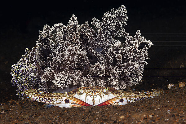 Blaue Schwimmkrabbe, Portunus pelagicus, Mabini, Luzon, Philippinensee, Philippinen