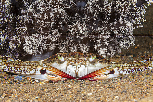 Blaue Schwimmkrabbe, Portunus pelagicus, Mabini, Luzon, Philippinensee, Philippinen