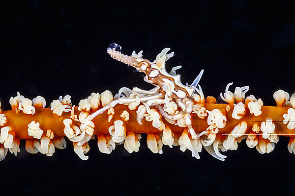 Spinnenkrabbe auf Schwarzer Koralle, Xenocarcinus conicus, Mabini, Luzon, Philippinensee, Philippinen