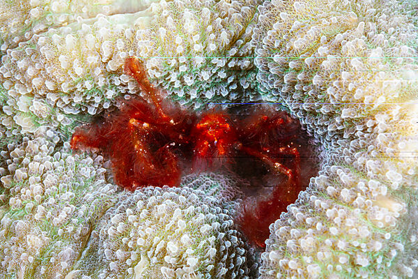 Orang-Utan Krabbe, Achaeus japonicus, Mabini, Luzon, Philippinensee, Philippinen