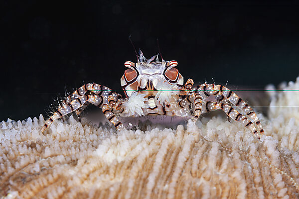 Boxerkrabbe, Pompom-Krabbe, Lybia tessellata, Mabini, Luzon, Philippinensee, Philippinen