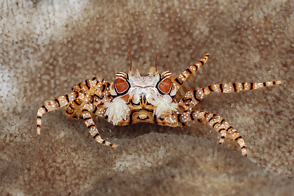 Boxerkrabbe, Pompom-Krabbe, Lybia tessellata, Mabini, Luzon, Philippinensee, Philippinen