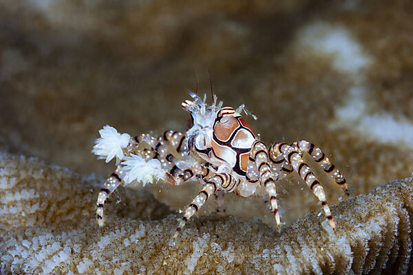 Boxerkrabbe, Pompom-Krabbe, Lybia tessellata, Mabini, Luzon, Philippinensee, Philippinen