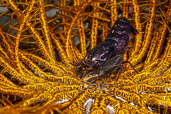 Demans Haarstern Knallkrebs , Synalpheus demani , Mabini, Luzon, Philippinensee, Philippinen