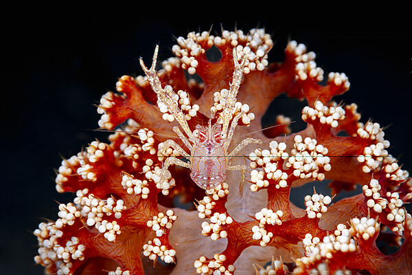 Springkrebs auf Weichkoralle, Galathea sp., Mabini, Luzon, Philippinensee, Philippinen
