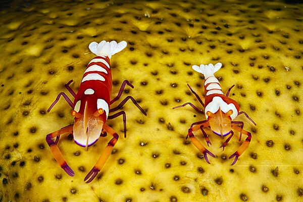 Zwei Imperator-Garnelen, Periclimenes imperator, Mabini, Luzon, Philippinensee, Philippinen