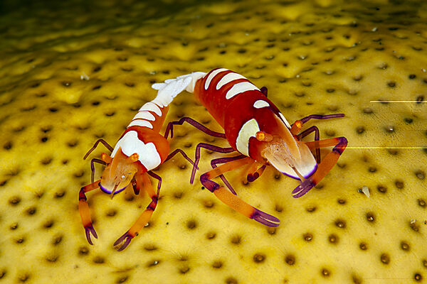 Zwei Imperator-Garnelen, Periclimenes imperator, Mabini, Luzon, Philippinensee, Philippinen