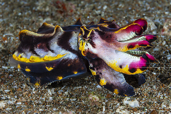 Pfeffers Prachtsepie, Metasepia pfefferi, Mabini, Luzon, Philippinensee, Philippinen