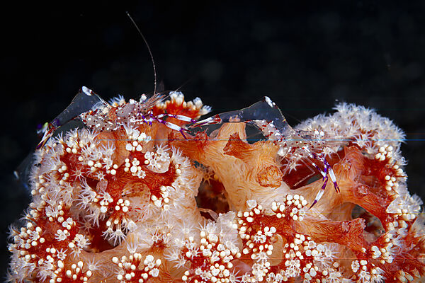 Zwei Pedersons Partnergarnelen auf Weichkoralle, Ancylomenes sarasvati , Mabini, Luzon, Philippinensee, Philippinen