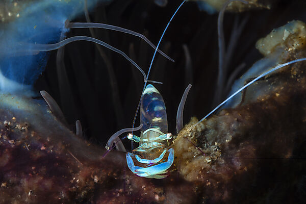 Partnergarnele auf Zylinderrose, Periclimenes tosaensis, Mabini, Luzon, Philippinensee, Philippinen