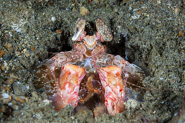 Speer-Fangschreckenkrebs, Lysiosquillina sp., Mabini, Luzon, Philippinensee, Philippinen