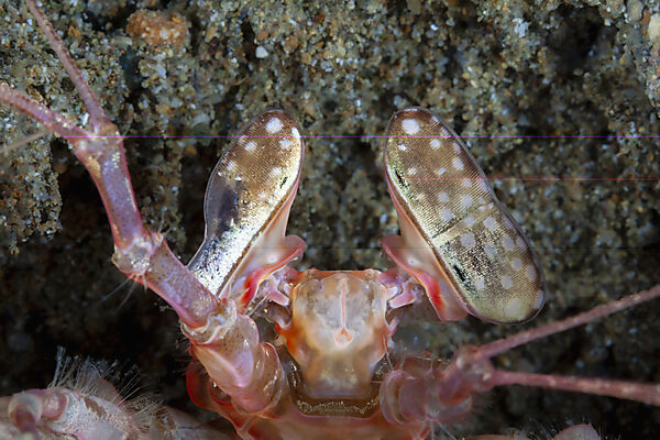 Augen eines Speer-Fangschreckenkrebs, Lysiosquillina sp., Mabini, Luzon, Philippinensee, Philippinen